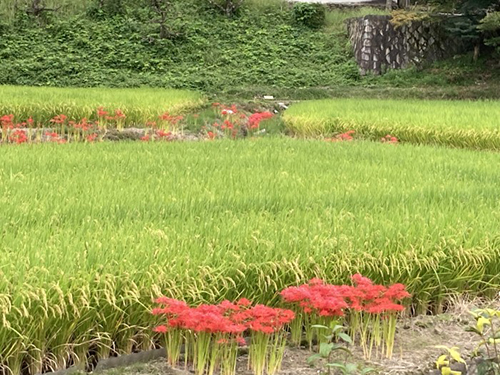 我が街河内長野